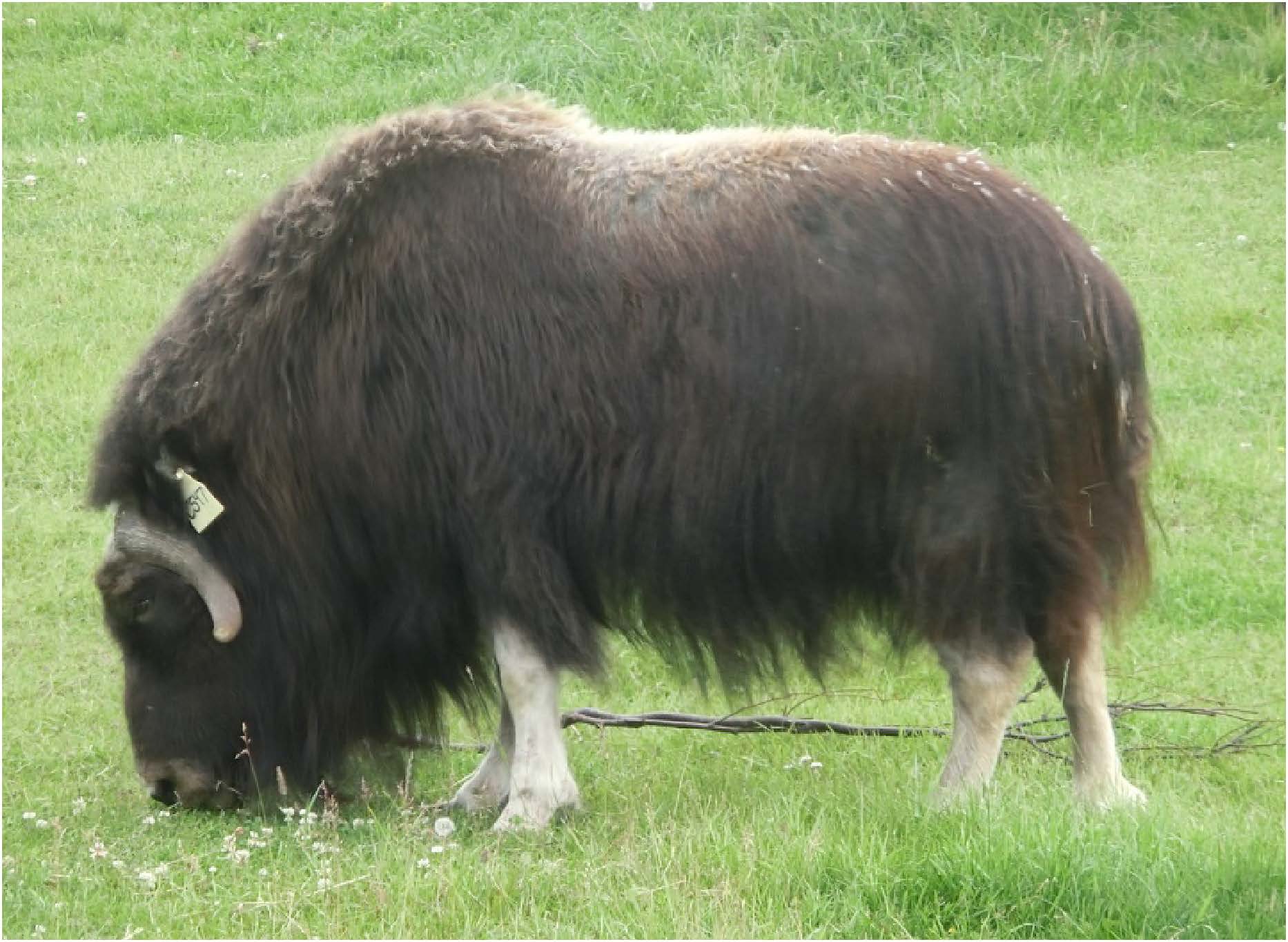 ジャコウウシ牧場